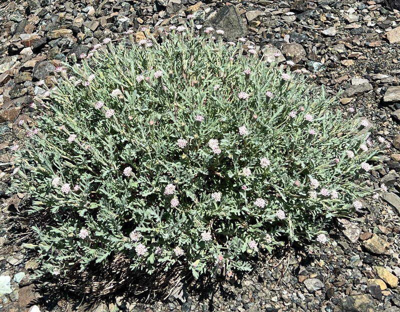 Thompson's Pincushion