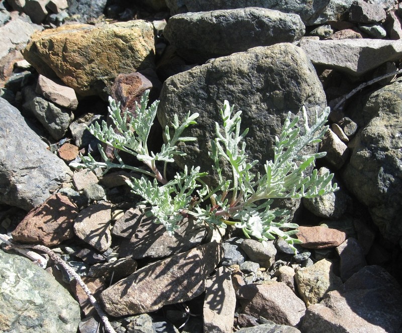 Thompson's Pincushion