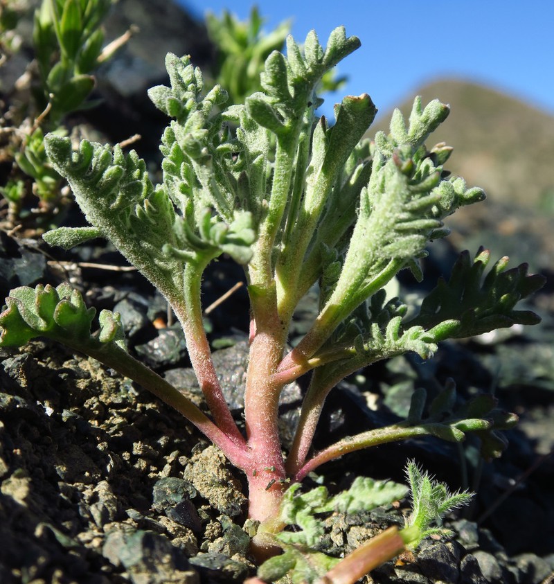 Thompson's Pincushion photo 2