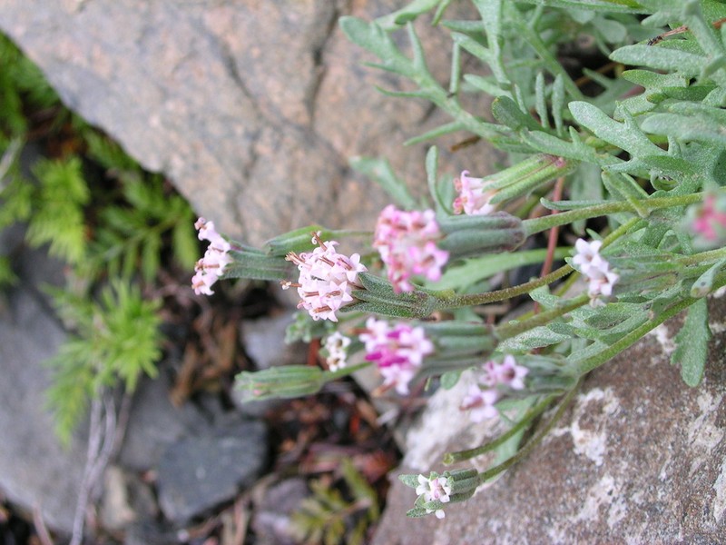 Thompson's Pincushion photo 3