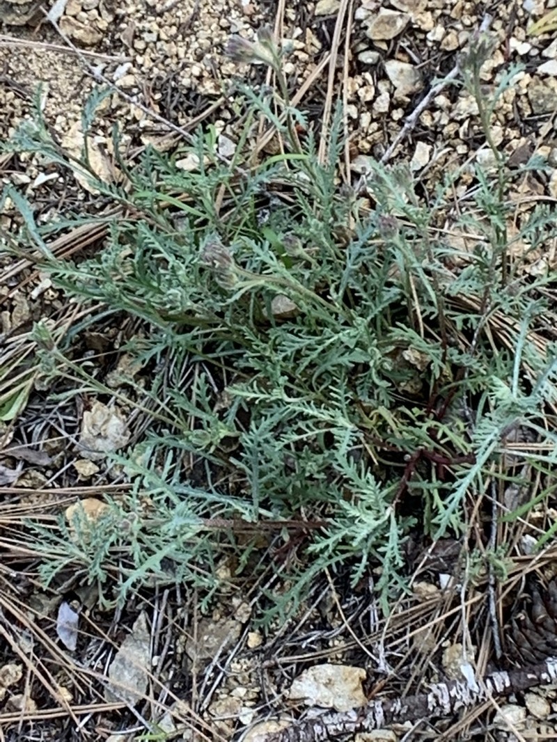 Thompson's Pincushion photo 4