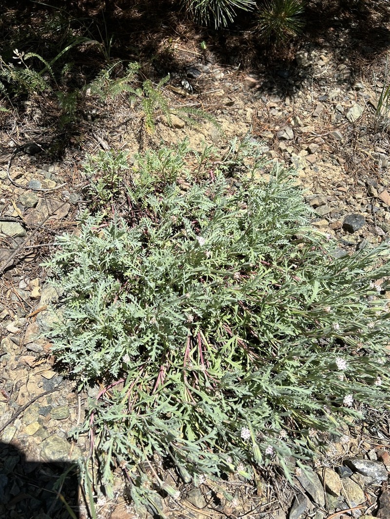 Thompson's Pincushion photo 5