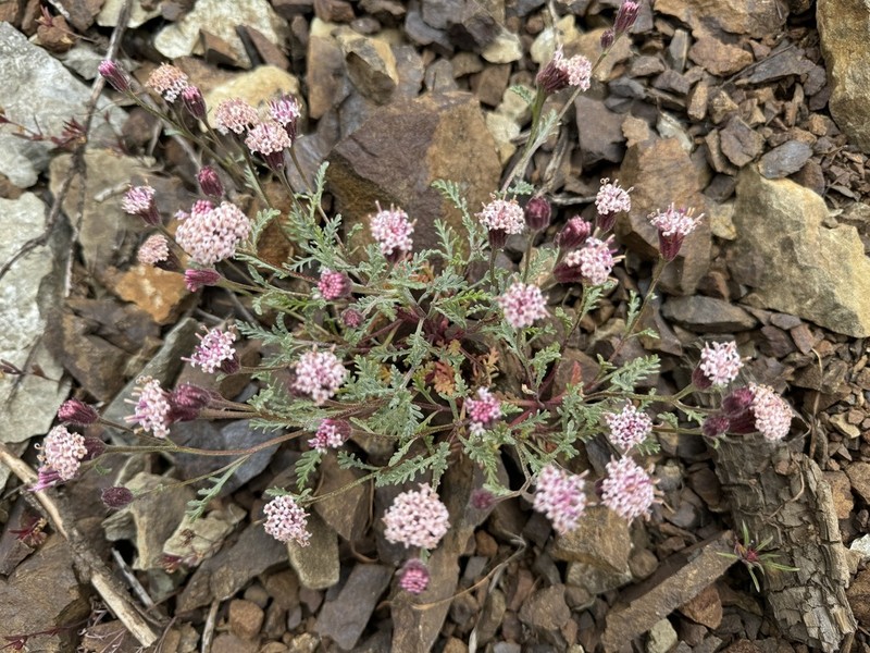 Thompson's Pincushion photo 6
