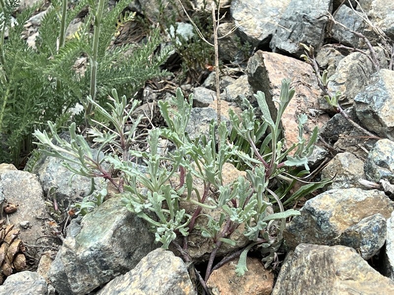Thompson's Pincushion photo 7