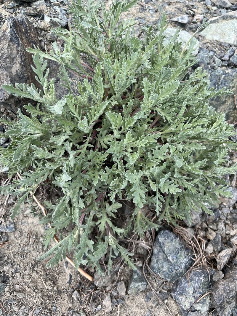 Thompson's Pincushion photo 8