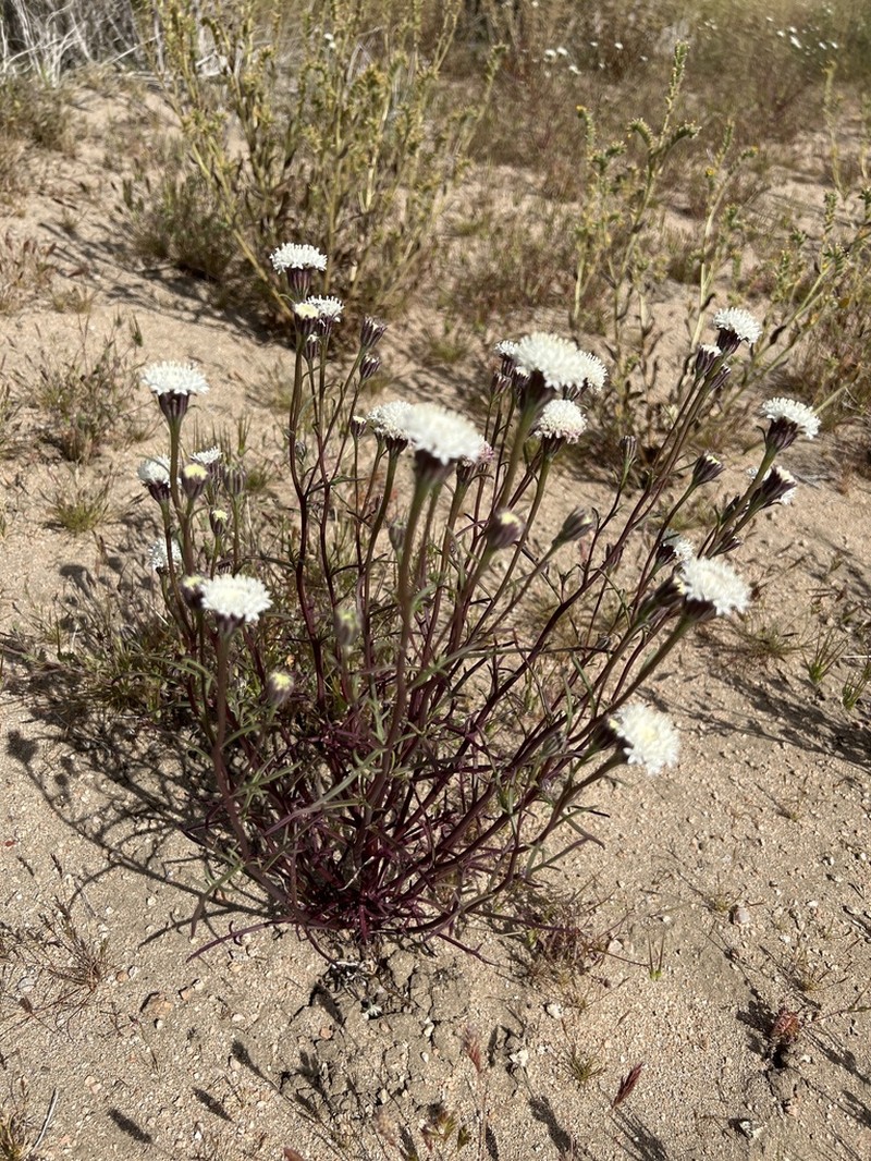 Fleshcolor Pincushion