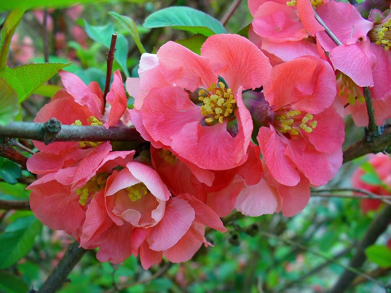 Maule's Quince photo 2
