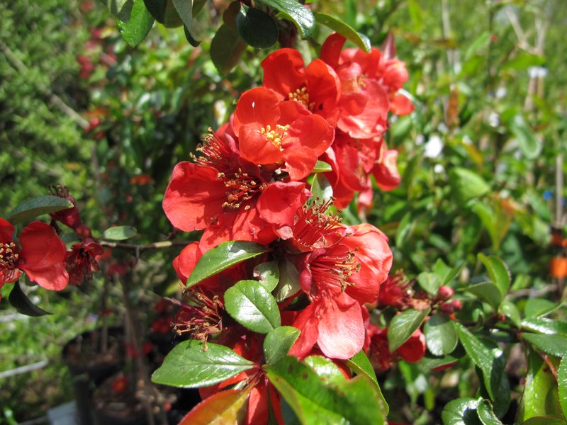 Maule's Quince photo 3