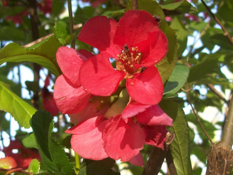Maule's Quince photo 5