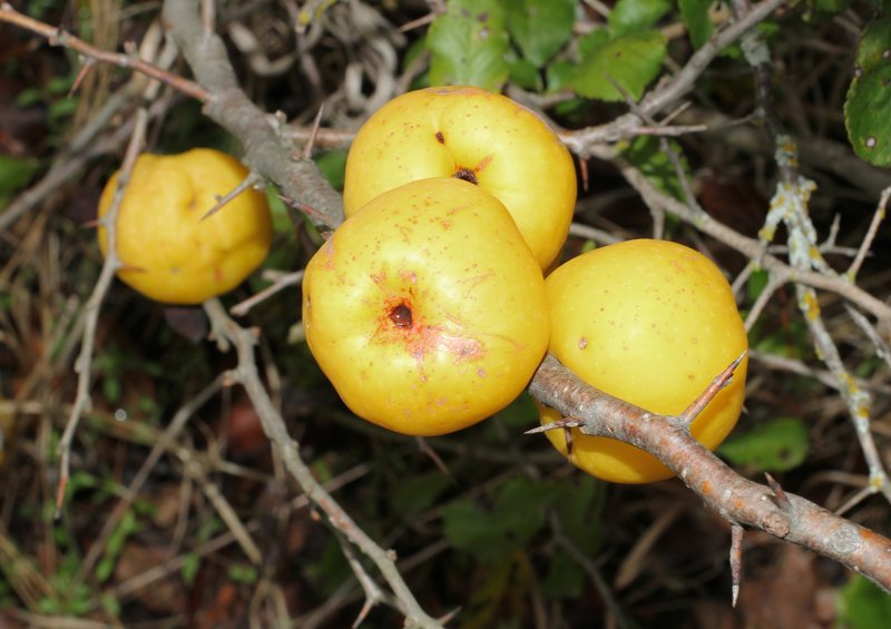 Maule's Quince photo 7