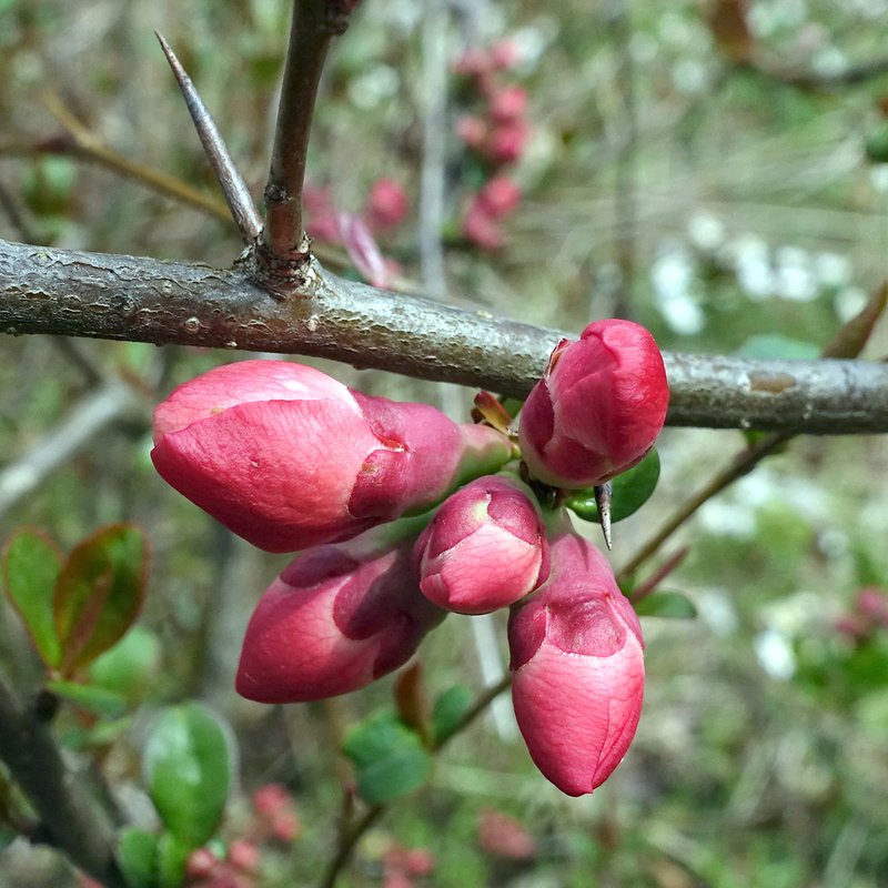 Flowering Quince photo 2