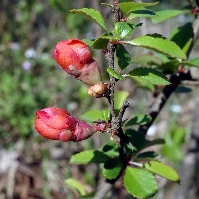 Flowering Quince photo 3
