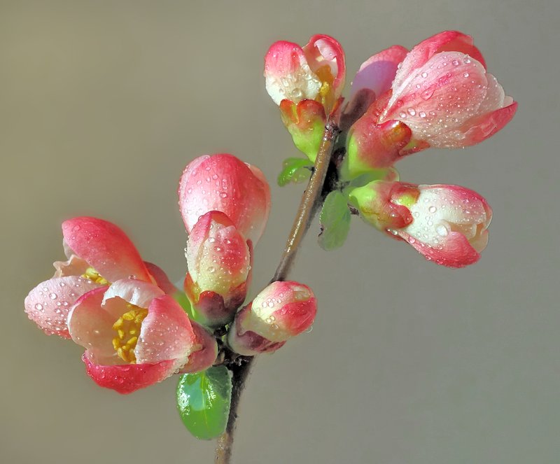 Flowering Quince photo 5