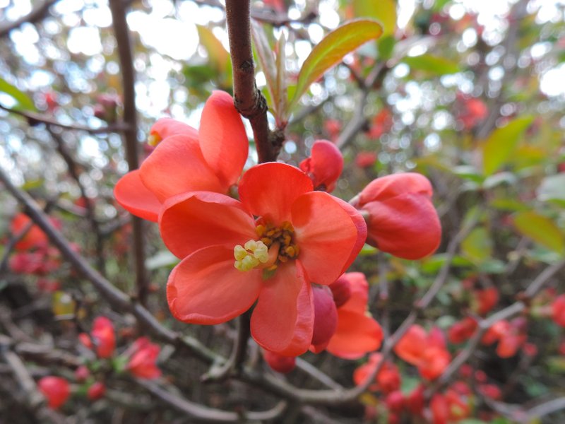 Flowering Quince photo 6