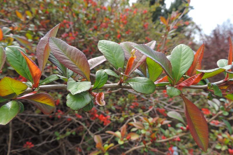 Flowering Quince photo 7