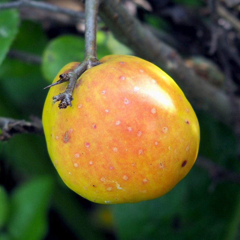 Flowering Quince photo 8