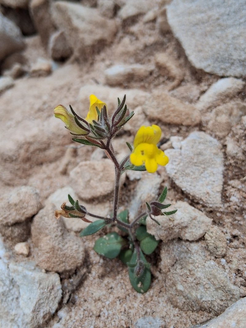 Chaenorhinum raveyi