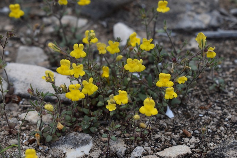 Chaenorhinum raveyi photo 2