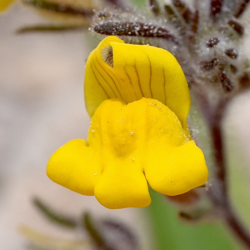 Chaenorhinum raveyi photo 4