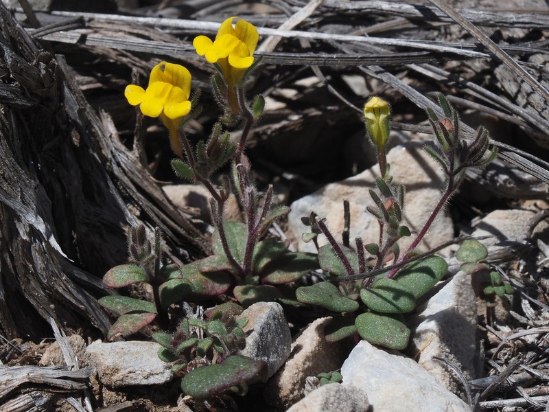 Chaenorhinum raveyi photo 5