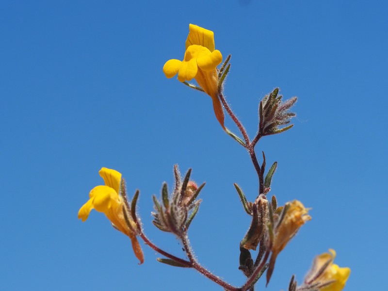 Chaenorhinum raveyi photo 6