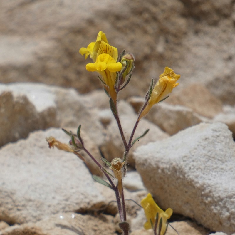 Chaenorhinum raveyi photo 7