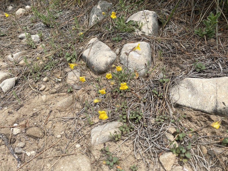 Chaenorhinum raveyi photo 8