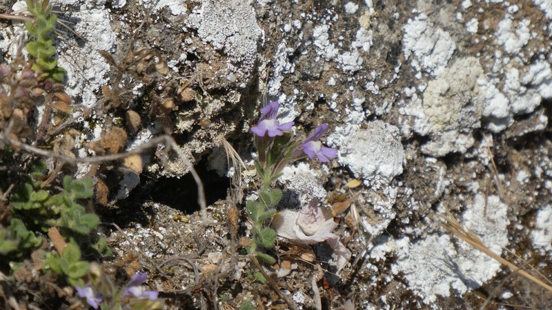 Chaenorhinum villosum subsp. villosum