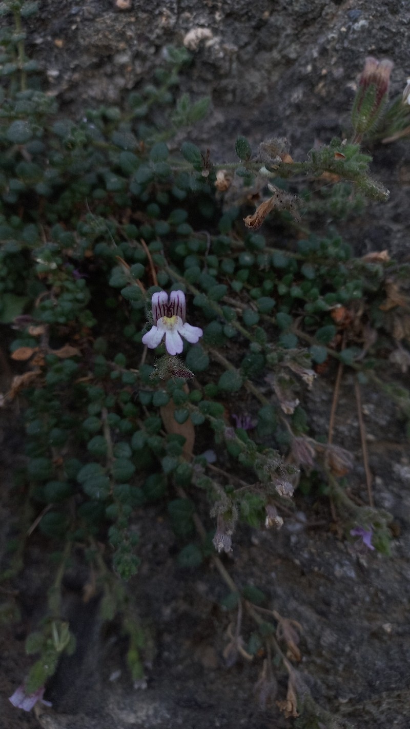 Chaenorhinum villosum subsp. villosum photo 2