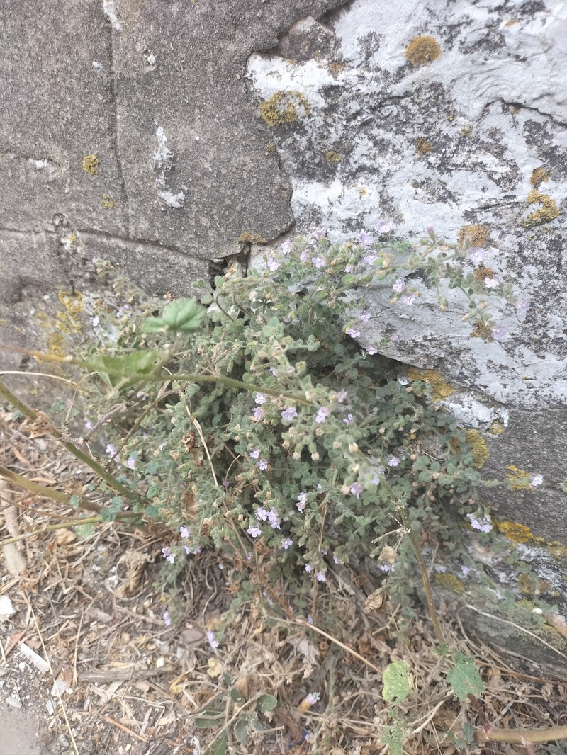 Chaenorhinum villosum subsp. villosum photo 3