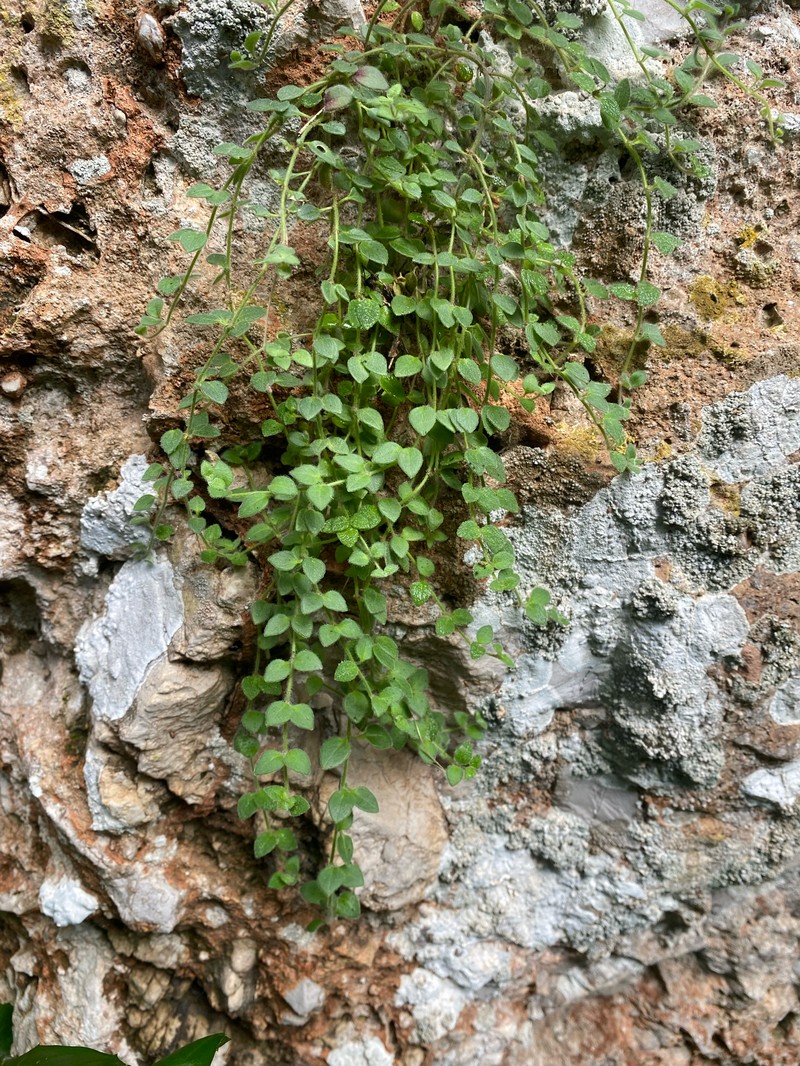 Chaenorhinum villosum subsp. villosum photo 4