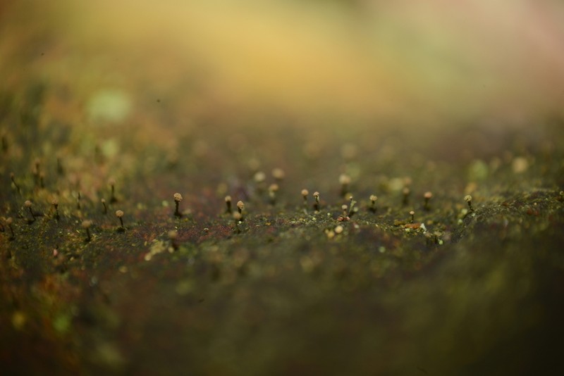 Needle Lichen