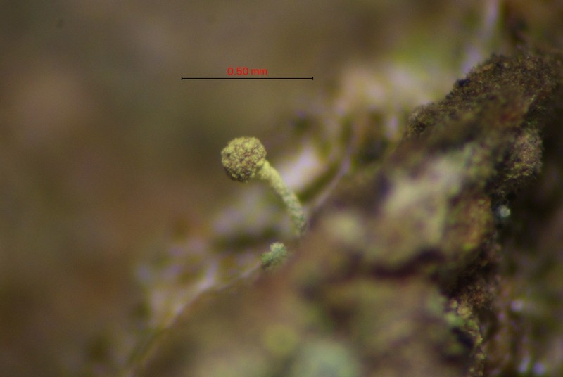 Needle Lichen photo 2