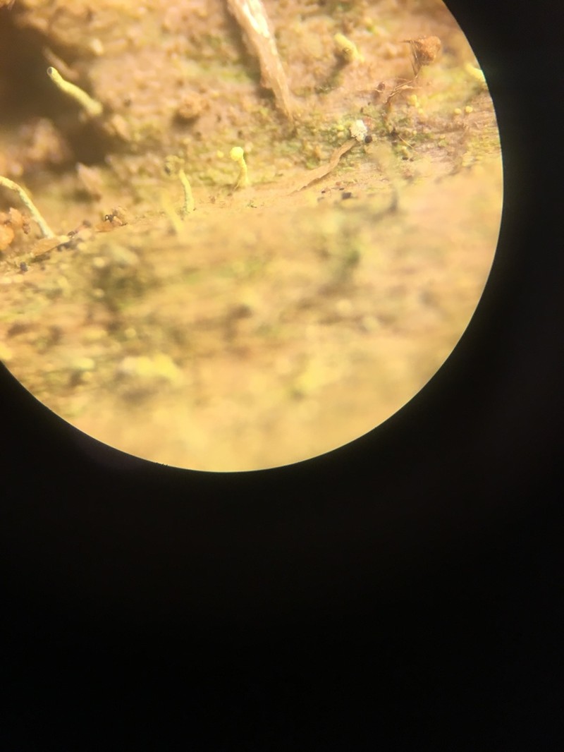Needle Lichen photo 3