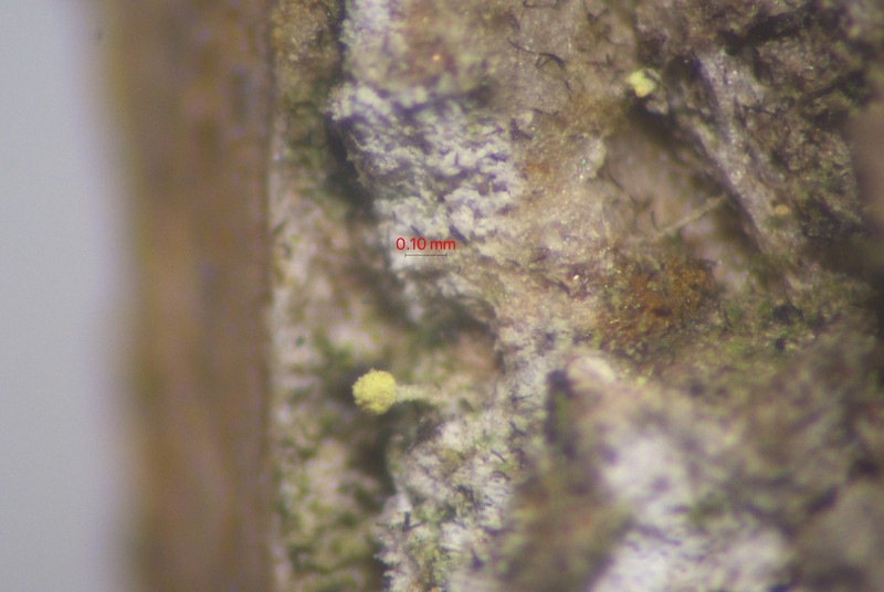 Needle Lichen photo 4