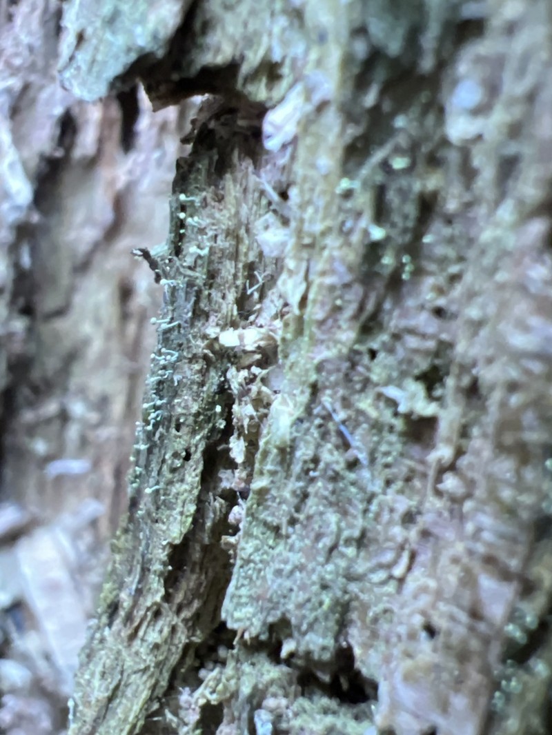 Needle Lichen photo 5