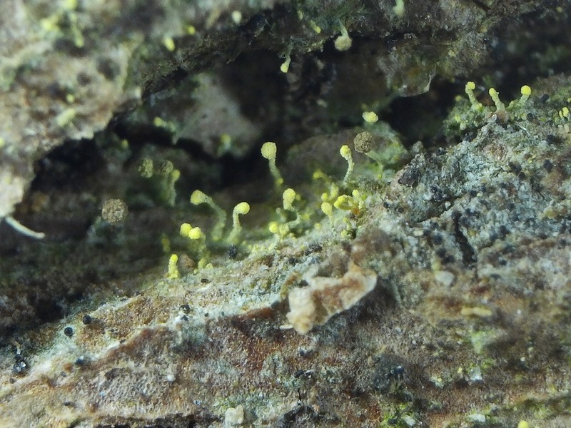 Needle Lichen photo 6