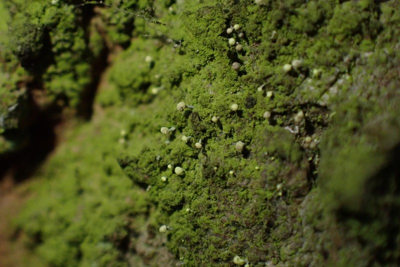 Needle Lichen photo 7