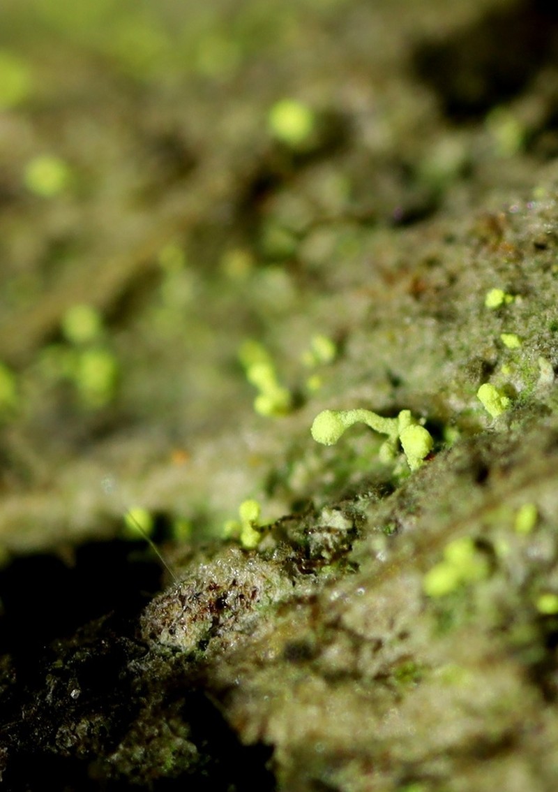 Needle Lichen photo 8