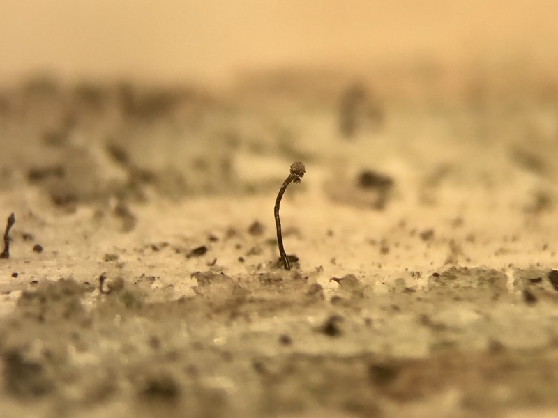 Needle Lichen