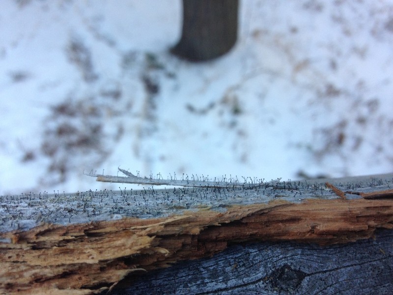 Needle Lichen photo 2