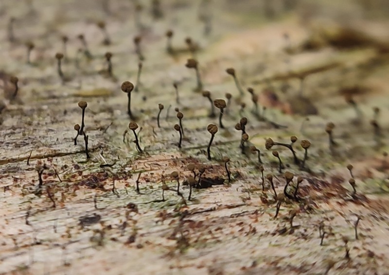 Needle Lichen photo 3
