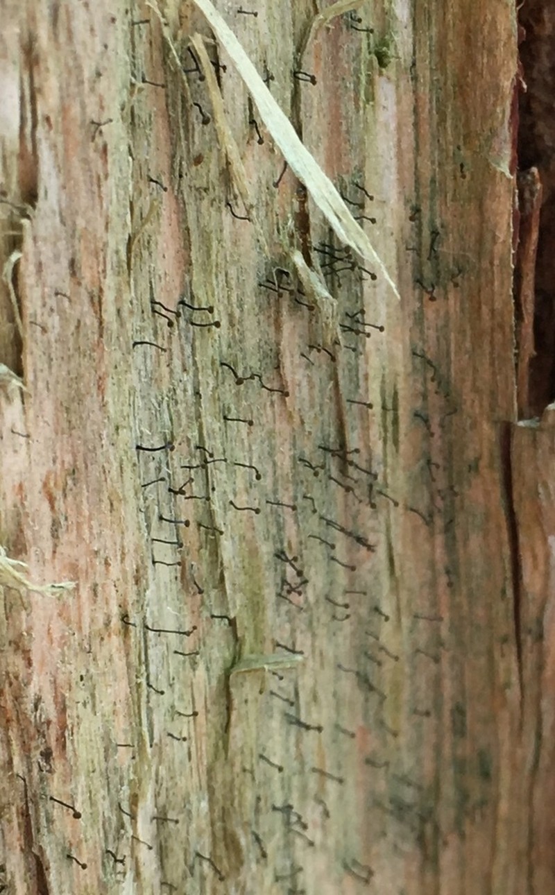 Needle Lichen photo 4