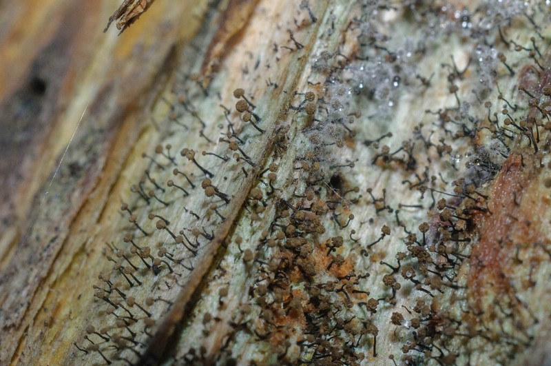 Needle Lichen photo 5