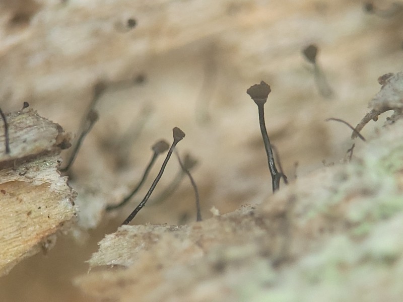 Needle Lichen photo 6