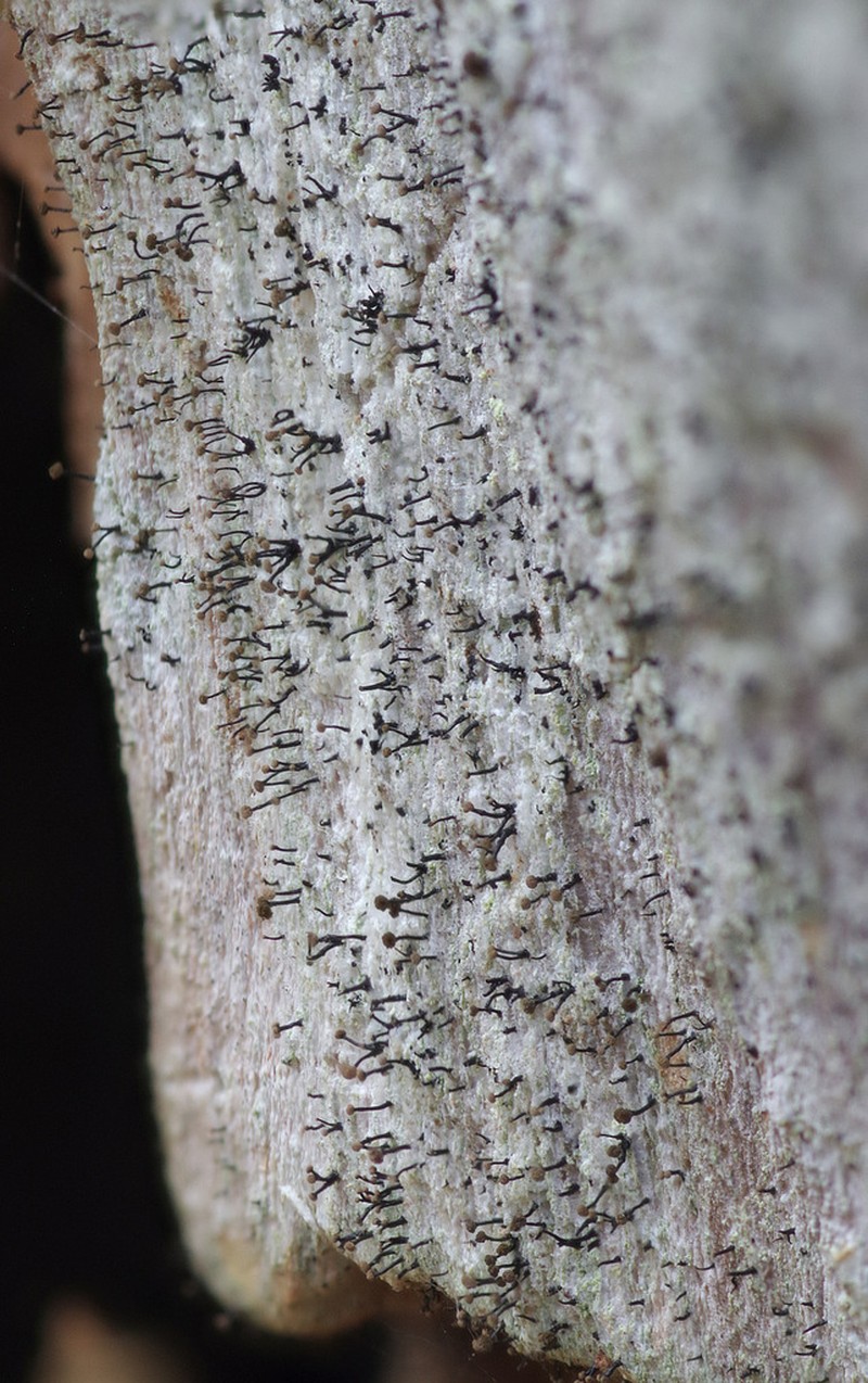 Needle Lichen photo 7