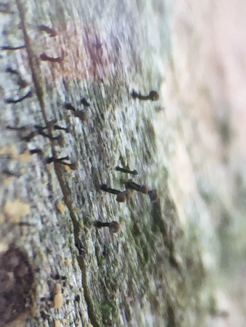Needle Lichen photo 8