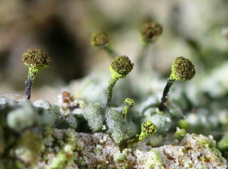 Needle Lichen
