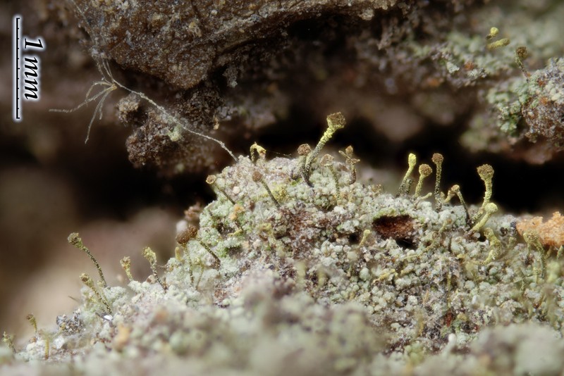 Needle Lichen photo 3