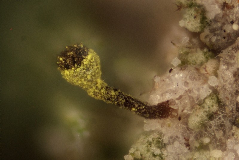 Needle Lichen photo 4